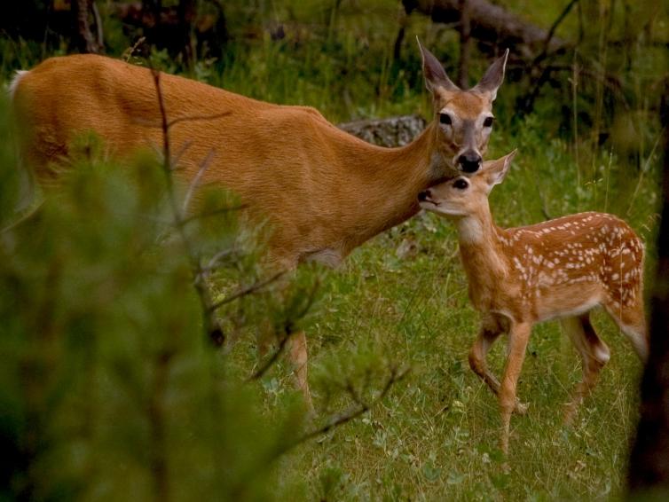 White tail deer family