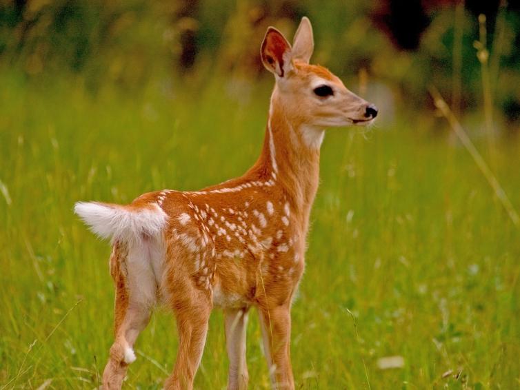 White tail deer doe