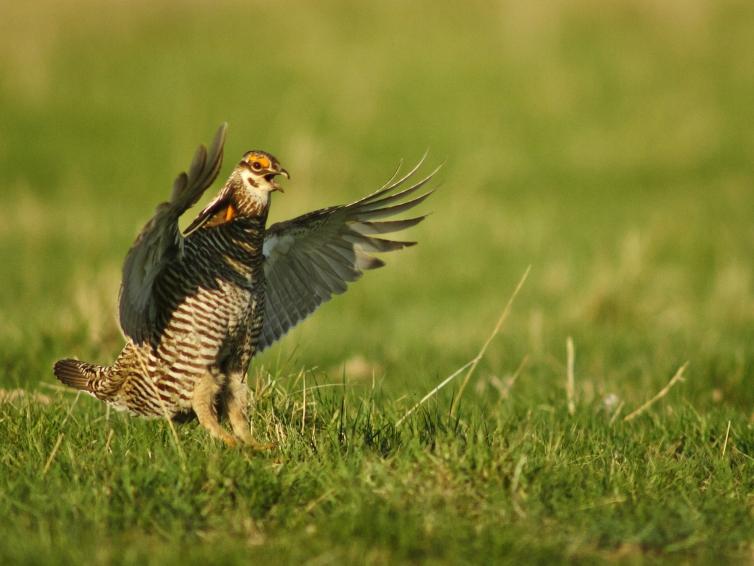 Prairie chicken