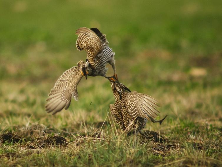 Prairie Chickens