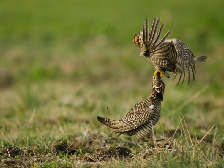 Prairie Chickens