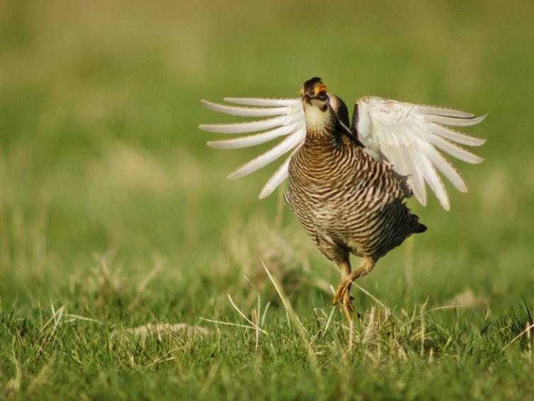 Prairie chicken