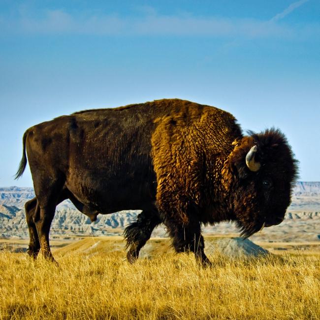 Buffalo Badlands National Park