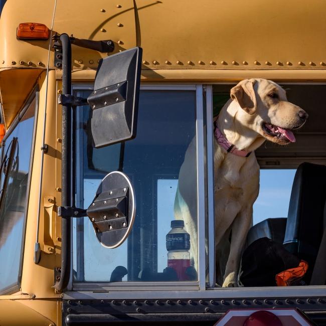 Hunting Dog on bus waiting for hunt