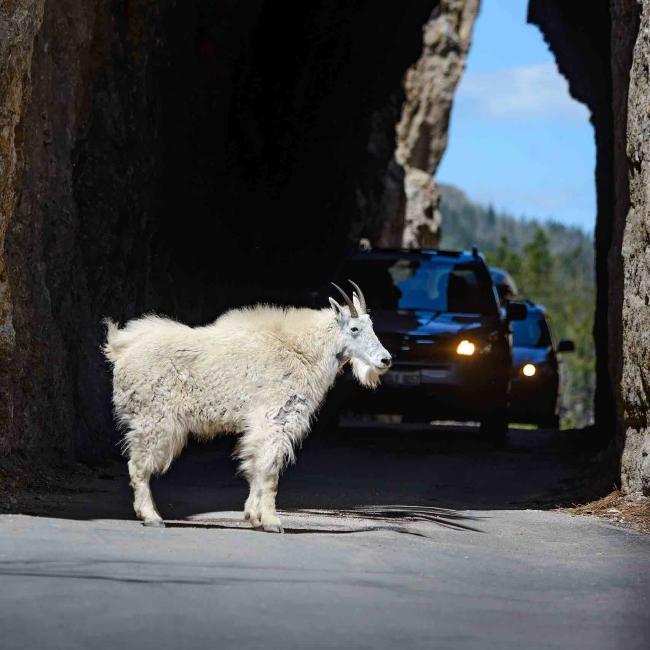 Mountain Goats Needles Highway