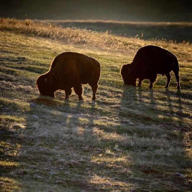 Buffalos at Wind Cave