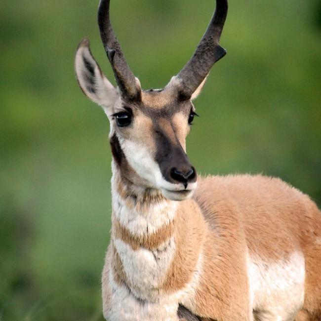 Pronghorn Antelope South Dakota