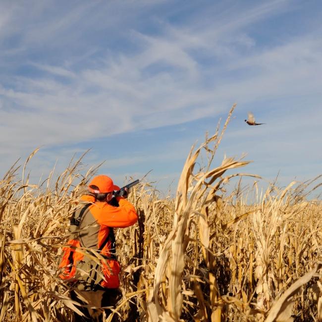Pheasant Hunting