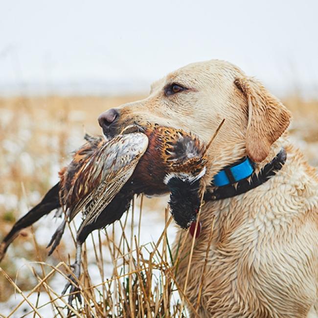 Lab holding a pheasant in its mouth on a snowy field