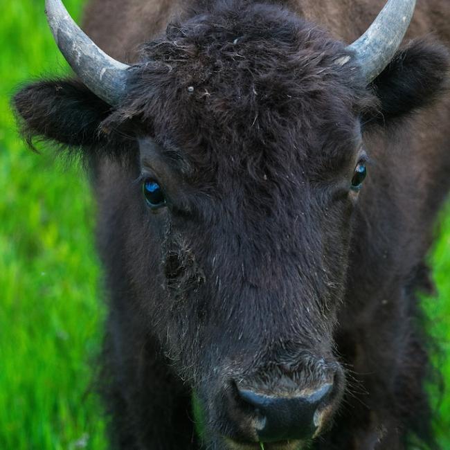 Buffalo image by The Planet D