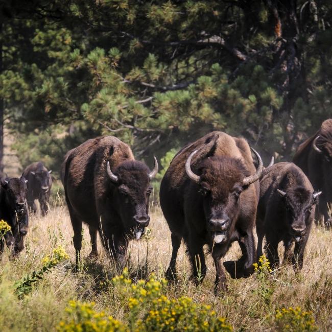 All 102+ Images how many buffalo are in custer state park Completed