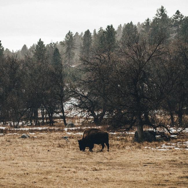 Wildlife loop, bison