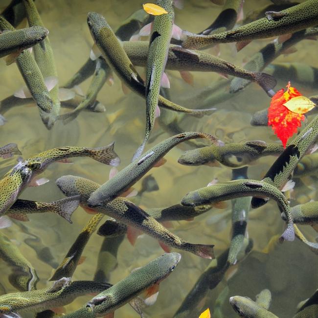 Trout at the DC Booth Fish Hatchery
