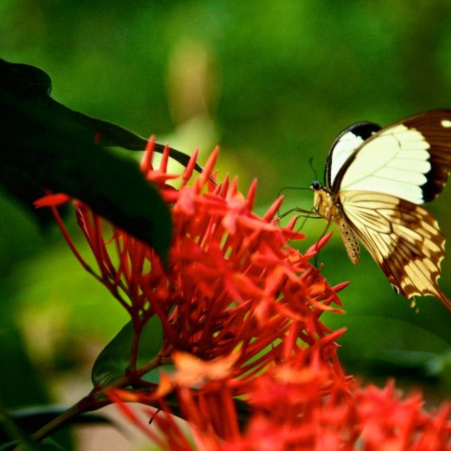 Sertoma Butterfly House & Marine Cove