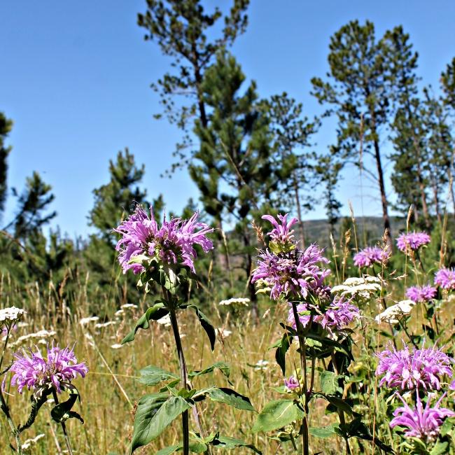 Wildflowers