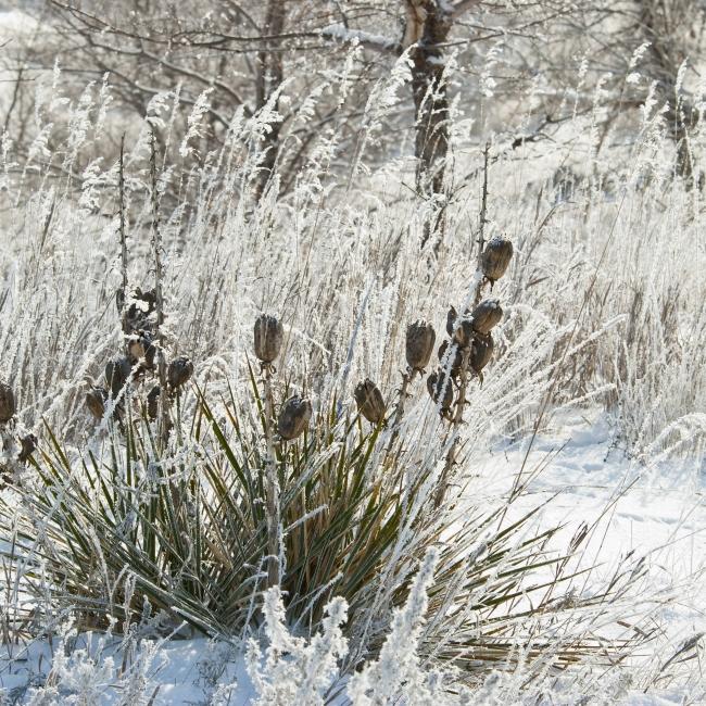 Winter scenery, South Dakota