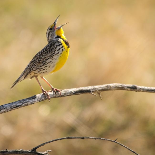 Meadowlark
