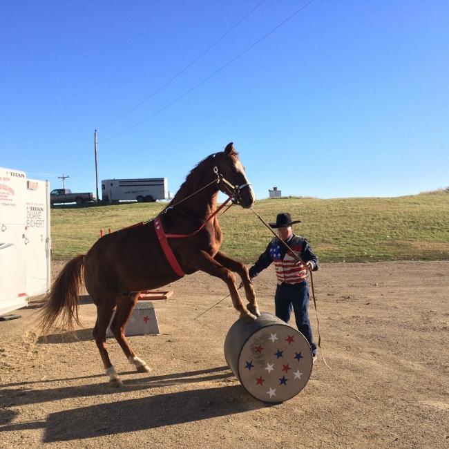 Horse Tricks