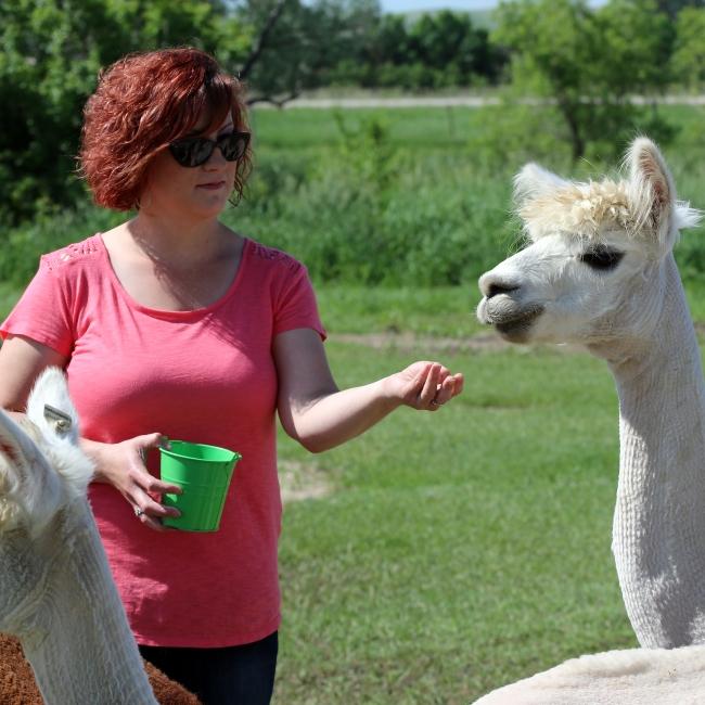 Feeding alpacas, Caputa Alpacas