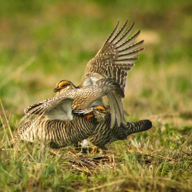 Prairie Chickens