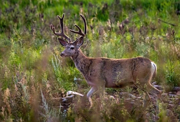 Whitetail Deer in Custer State Park