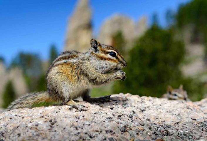 Chipmunks Custer State Park