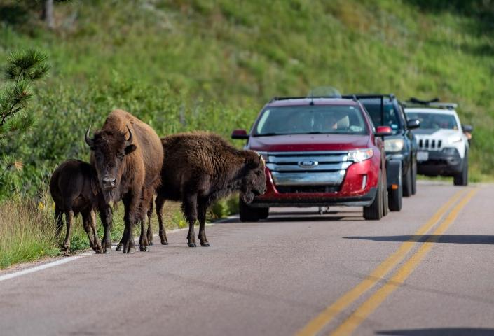 Buffalo Wind Cave
