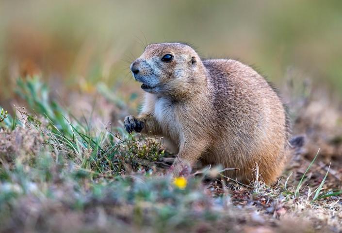 Prairie Dog