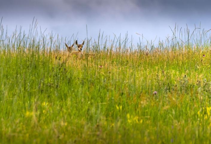 Pronghorn Antelope