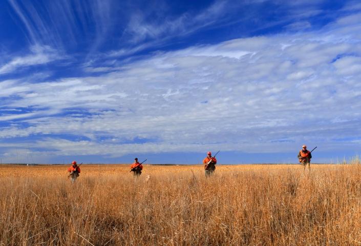 Pheasant Hunting