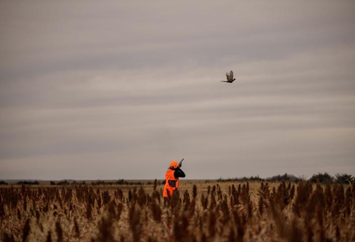 Hunter in a field aiming at a flying Pheasant