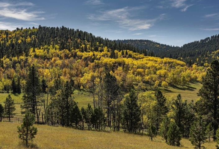 A wide shot of golden fall leaves and evergreens on Vanocker Canyon Road. Black Hills, South Dakota.