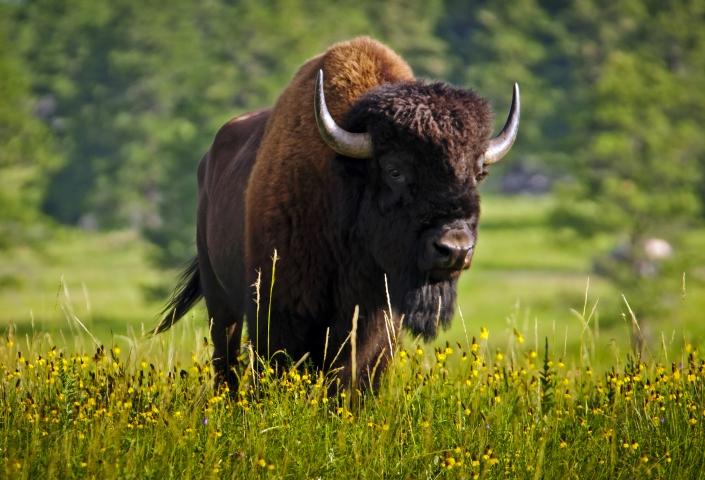 Bison, Wildlife Loop