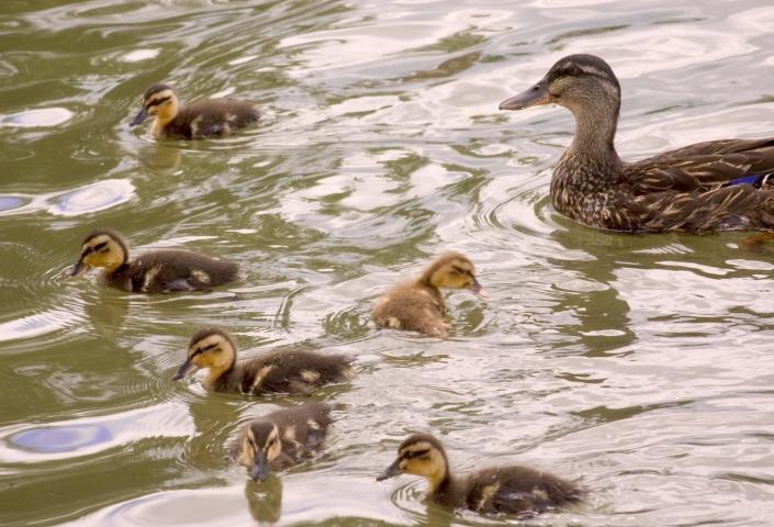 Ducklings