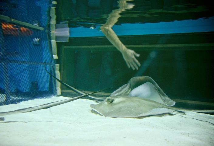 Sertoma Butterfly House & Marine Cove