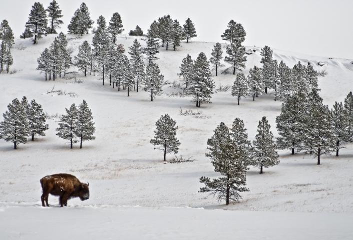 Winter bison