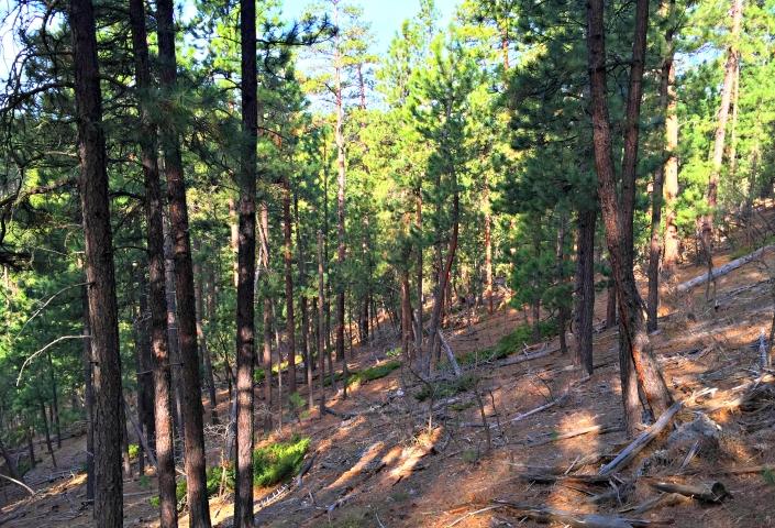 Black Hills National Forest
