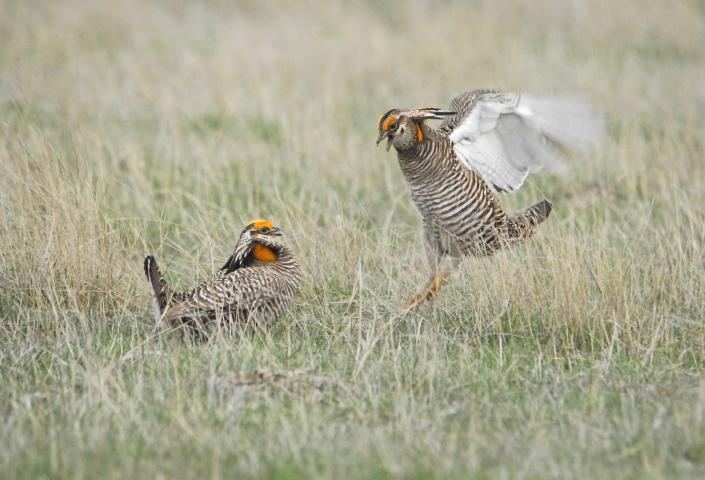 Prairie Chickens