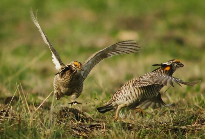 Prairie Chickens