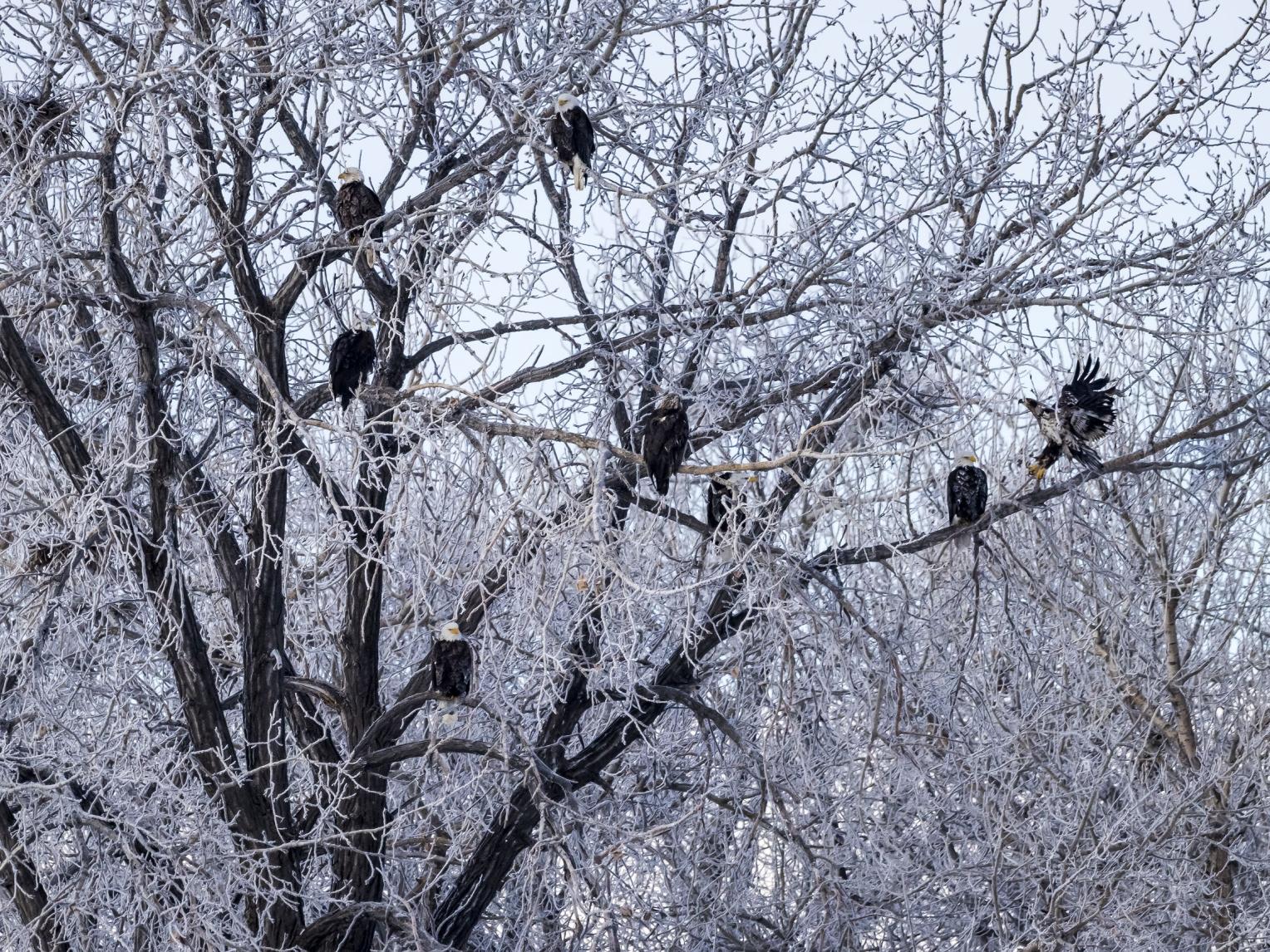 Eagles in Tree Winter