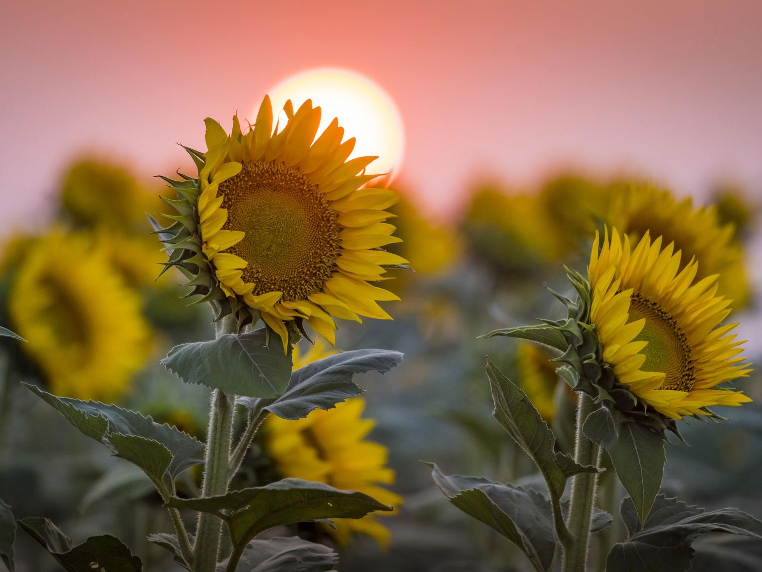 Sunflower Sunset