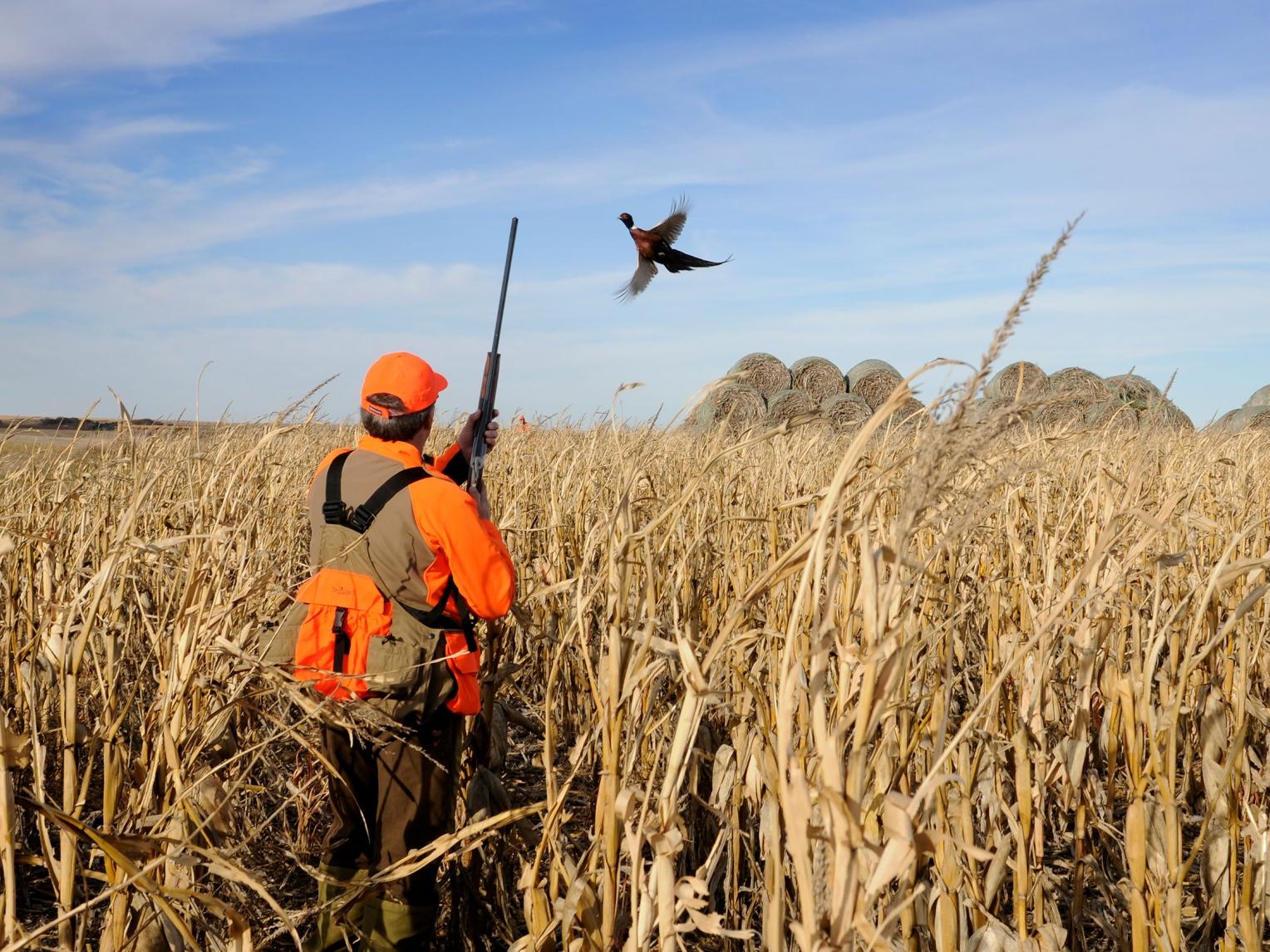 Hunter and a Pheasant