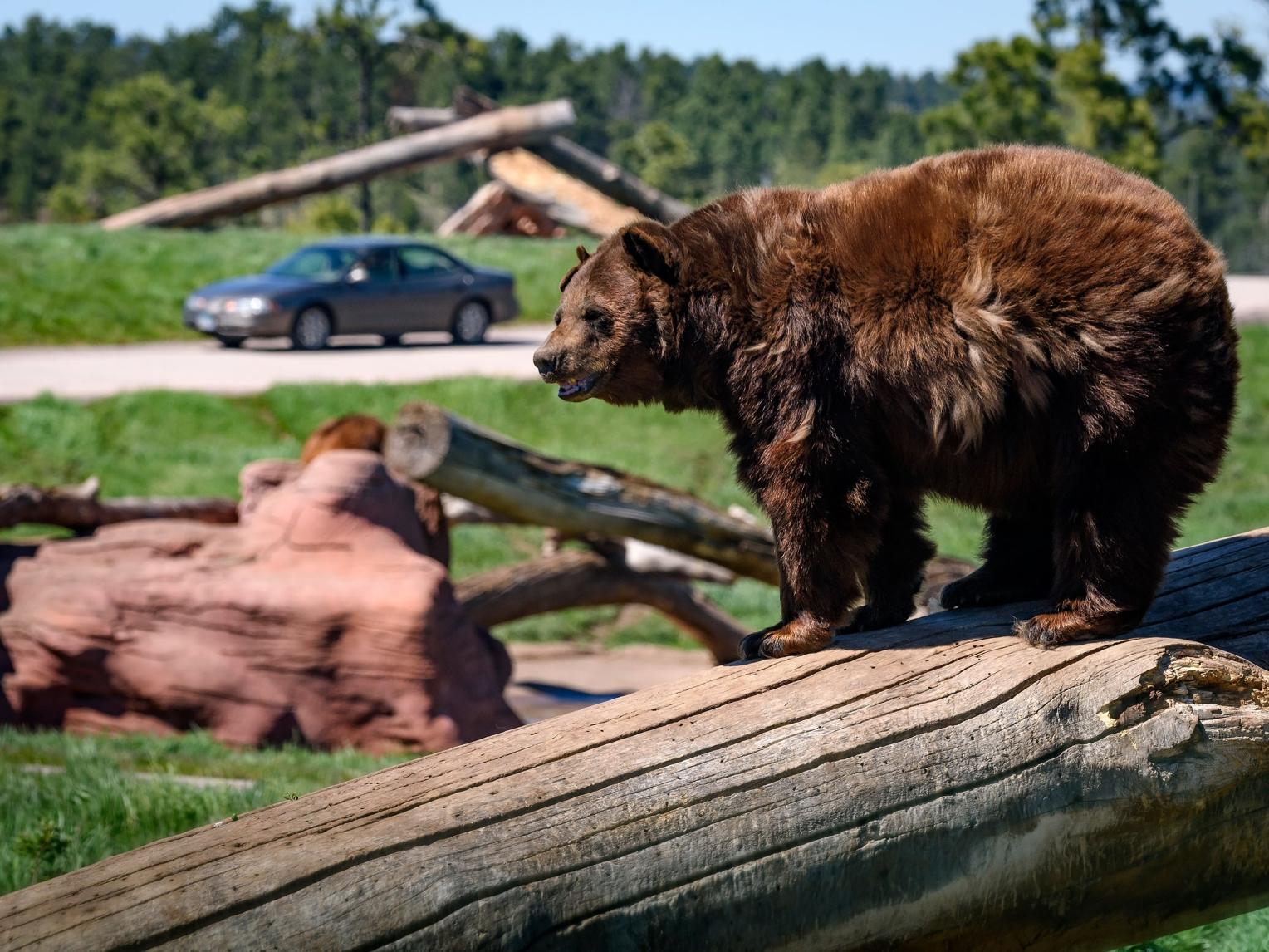 Bear Country, Rapid City