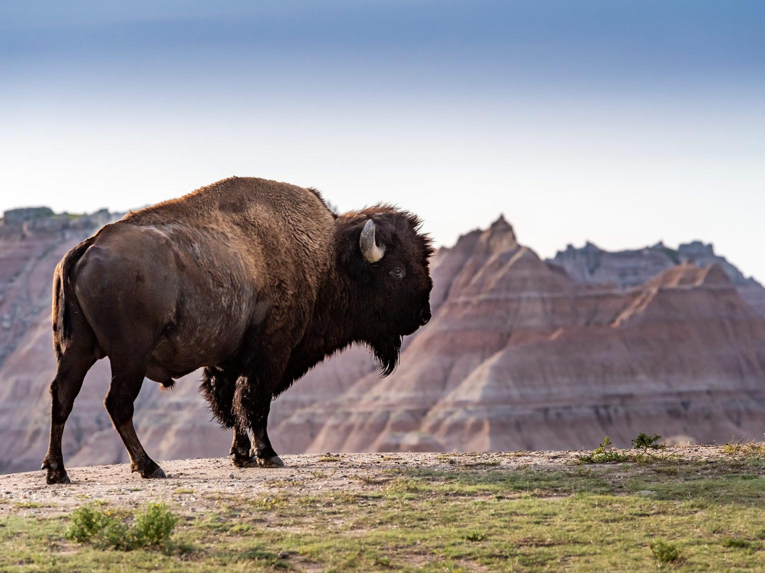 Bison Black Hills