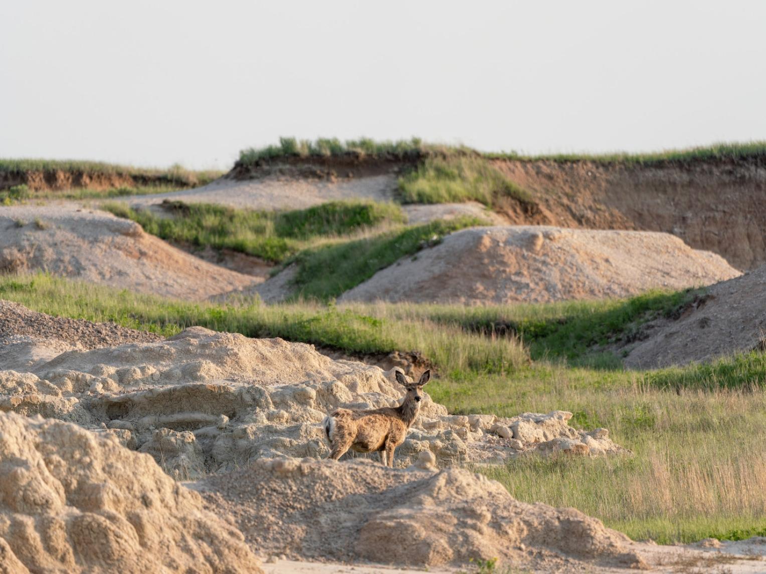 Deer in the Badlands