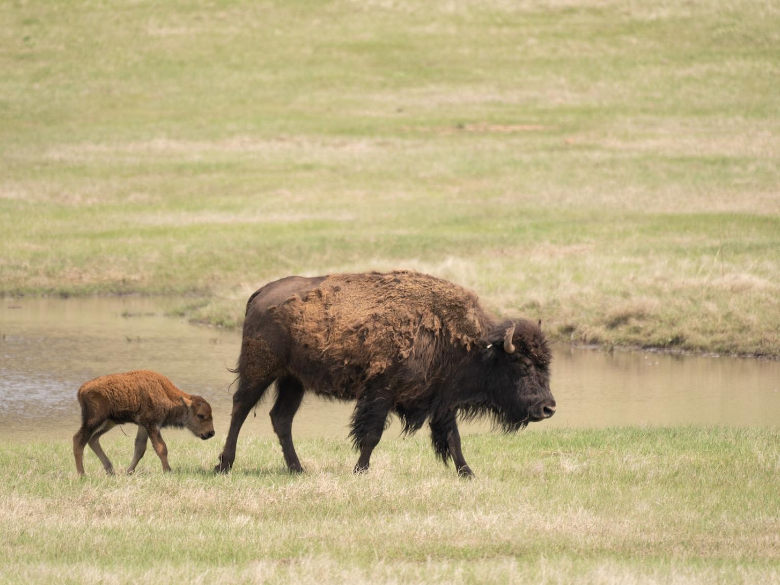 Bison in Custer State Park