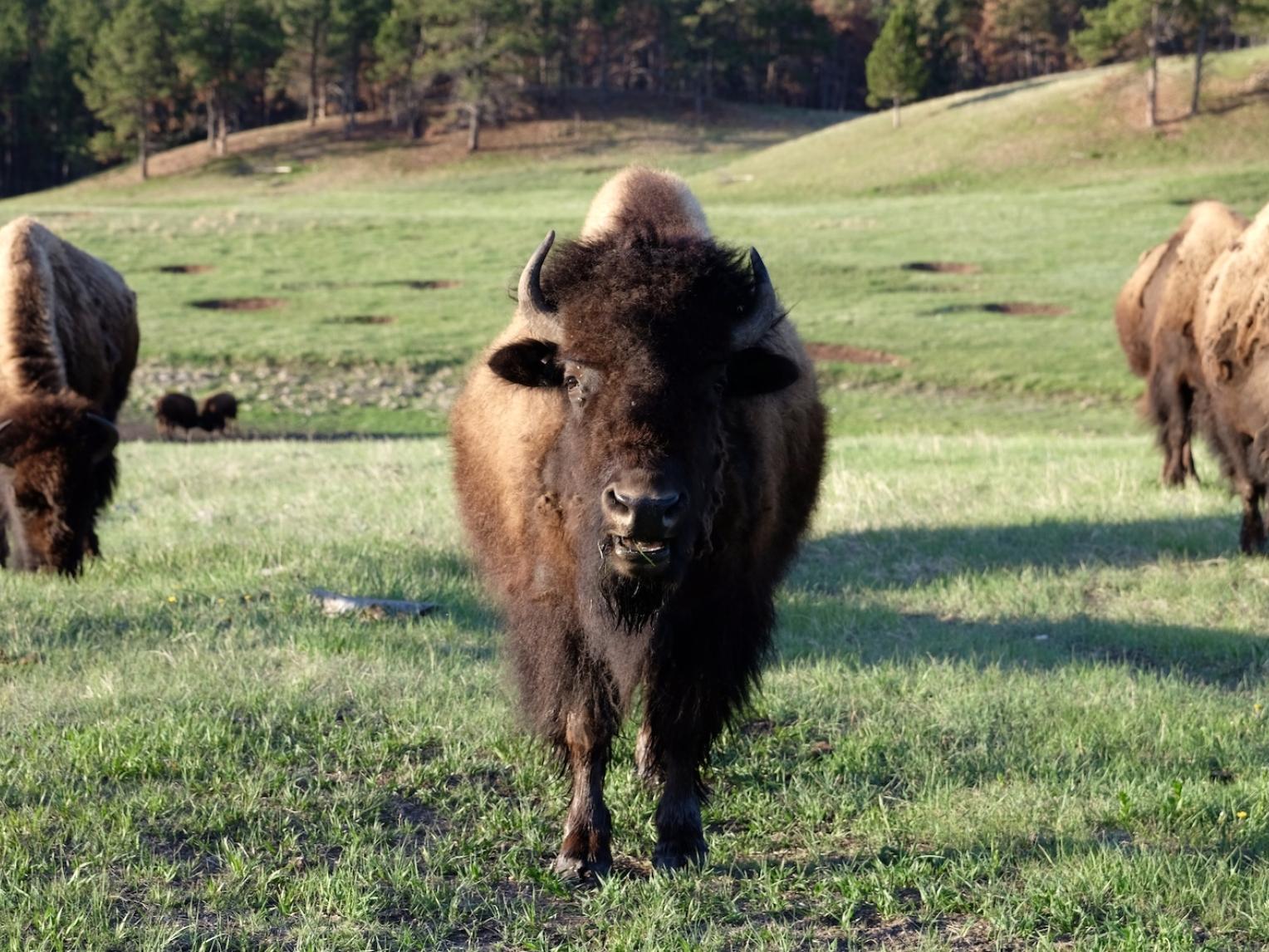 Bison in the Black Hills