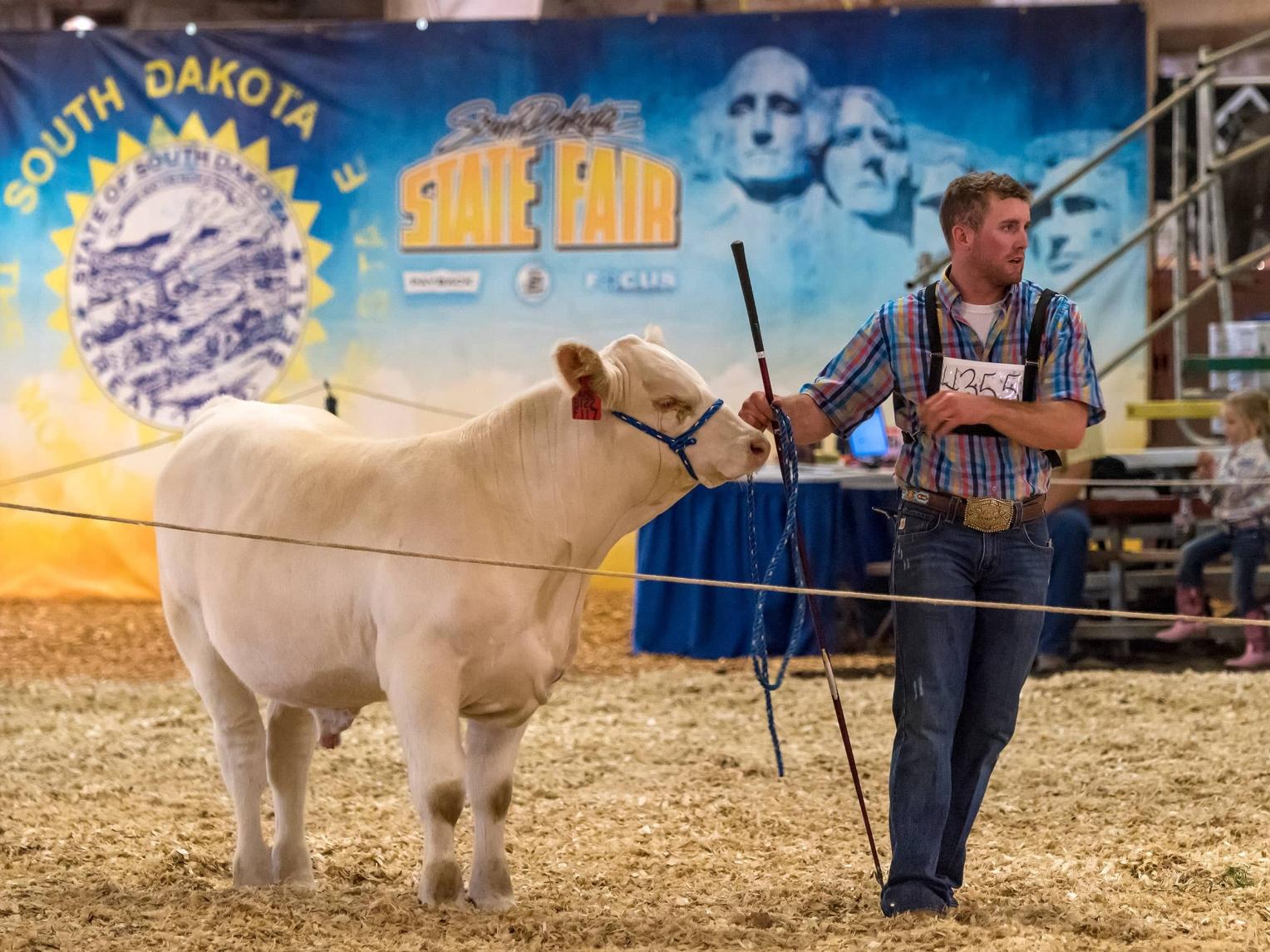 State Fair Cattle