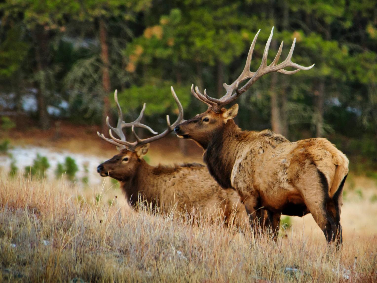 Elk Wind Cave National Park