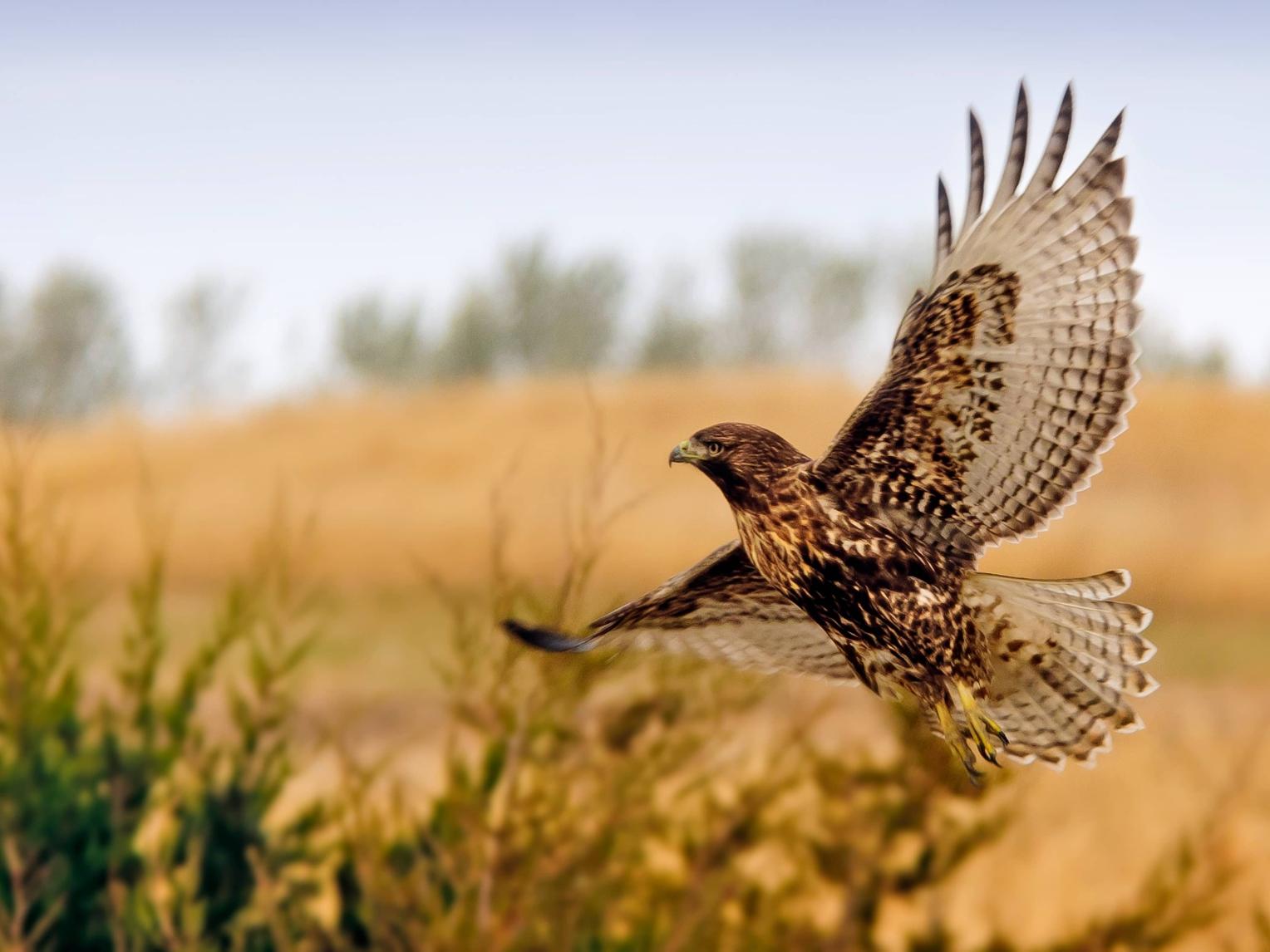 Hawk